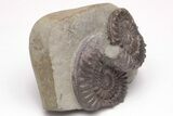 Ammonite (Arnioceras) Cluster - England #206482-3